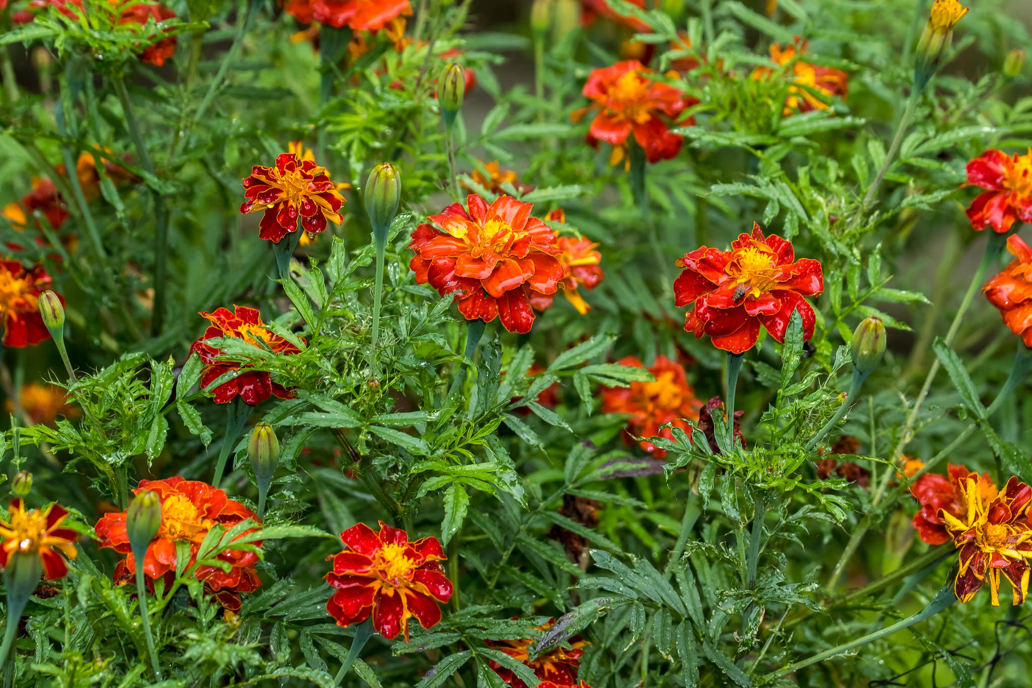 Tagetes patula